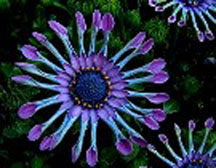 African Daisy - Click Image to Close